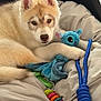 Aves a rejoint le concours — aidez-le/la à gagner de superbes lots ! animal, bed, blue_toy, canine, chew_toy, cozy, cute, dog, ears, fur, husky, indoor, nose, paws, pet, playful, plush_toy, puppy, resting, rope_toy
