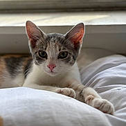 Vivian joined the competition — help win amazing prizes! animal, cat, closeup, cozy, curious, cute, ears, fur, indoor, kitten, paws, pet, portrait, relaxed, resting, soft_light, whiskers, white_blanket, window, young