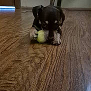 Annabelle joined the competition — help win amazing prizes! animal, black, brown, close_up, cute, dog, domestic_animal, floor, home, indoor, lying_down, paw, pet, playing, puppy, small_dog, tennis_ball, toy, wooden_floor, young_dog