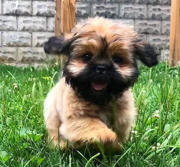 Cashew is registered to the contest to win money with this photo: brick, canidae, carnivore, companion_dog, dog, dog_breed, dog_supply, fawn, fur, grass, liver, maltepoo, plant, snout, sporting_group, terrestrial_animal, terrier, toy_dog, whiskers, working_animal