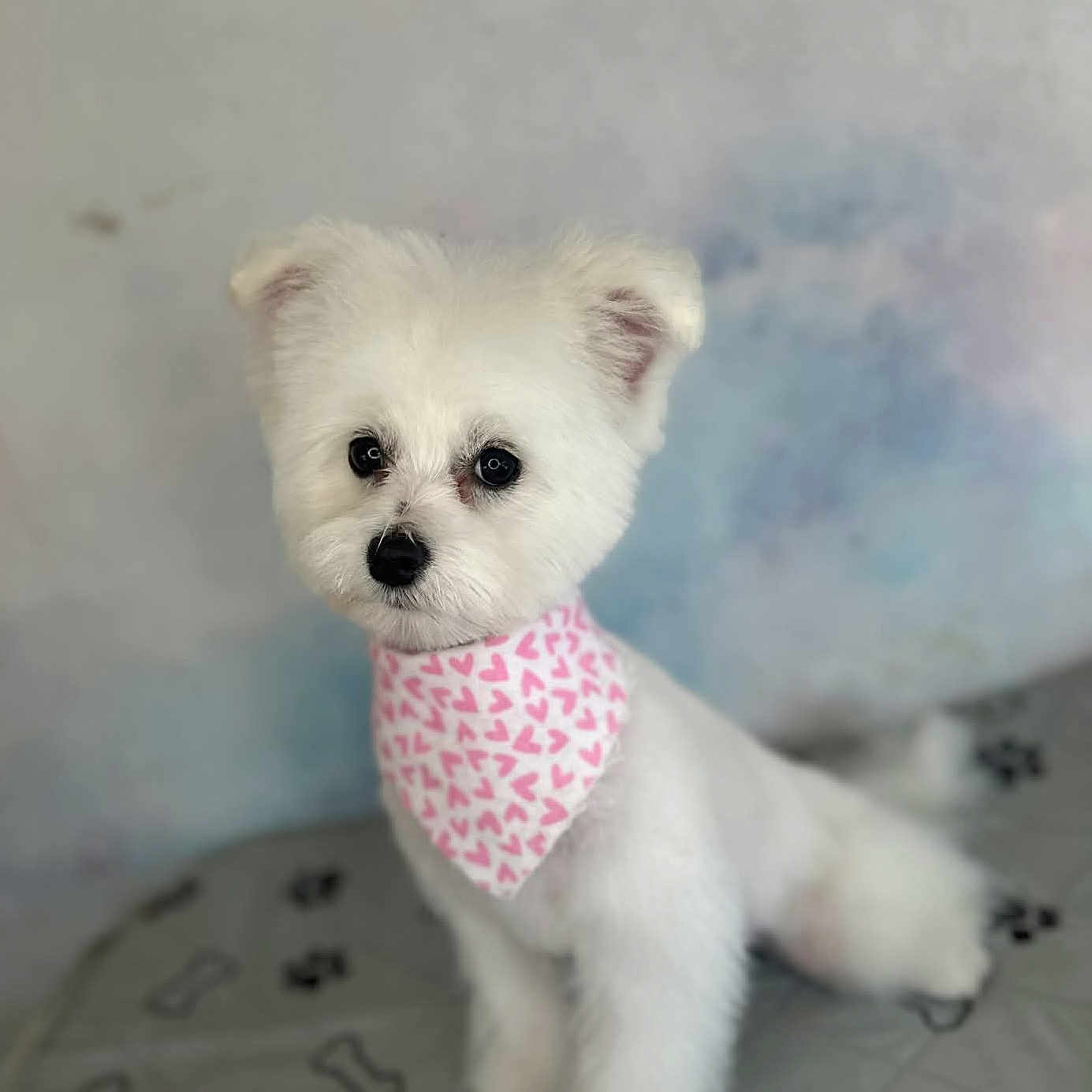 Benjia joined the competition — help win amazing prizes! dog, white_dog, bandana, pink, heart_pattern, pet, cute, fluffy, animal, indoor, blanket, paw_prints, bones, portrait, small_dog, sitting, curious, fur, companion, adorable