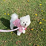 dog, white_dog, small_dog, pet, grass, yellow_flowers, leash, pink_outfit, outdoor, sunny, cute, fluffy, animal, canine, walking, nature, playful, happy, summer, grass_field