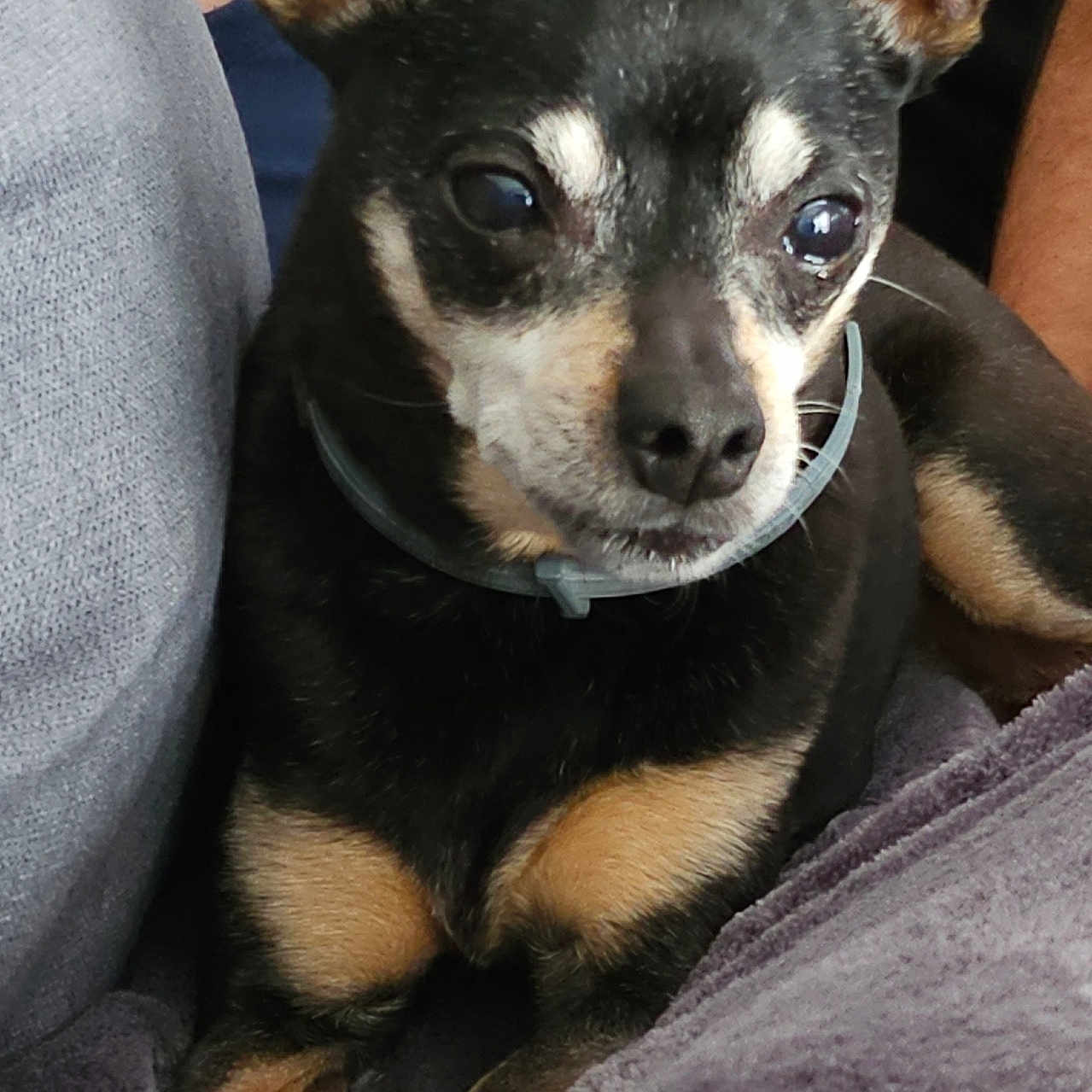 Kitty a rejoint le concours — aidez-le/la à gagner de superbes lots ! animal, blanket, canine, chihuahua, dog, hound, husky, pet, puppy