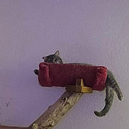 Little Sheet is registered to the contest to win money with this photo: cat, tabby, cat_tree, sleeping, perch, tail, paw, indoor, purple_wall, platform, wood_branch, carpeted, pet, relaxed, cozy, feline, resting, home, animal, napping