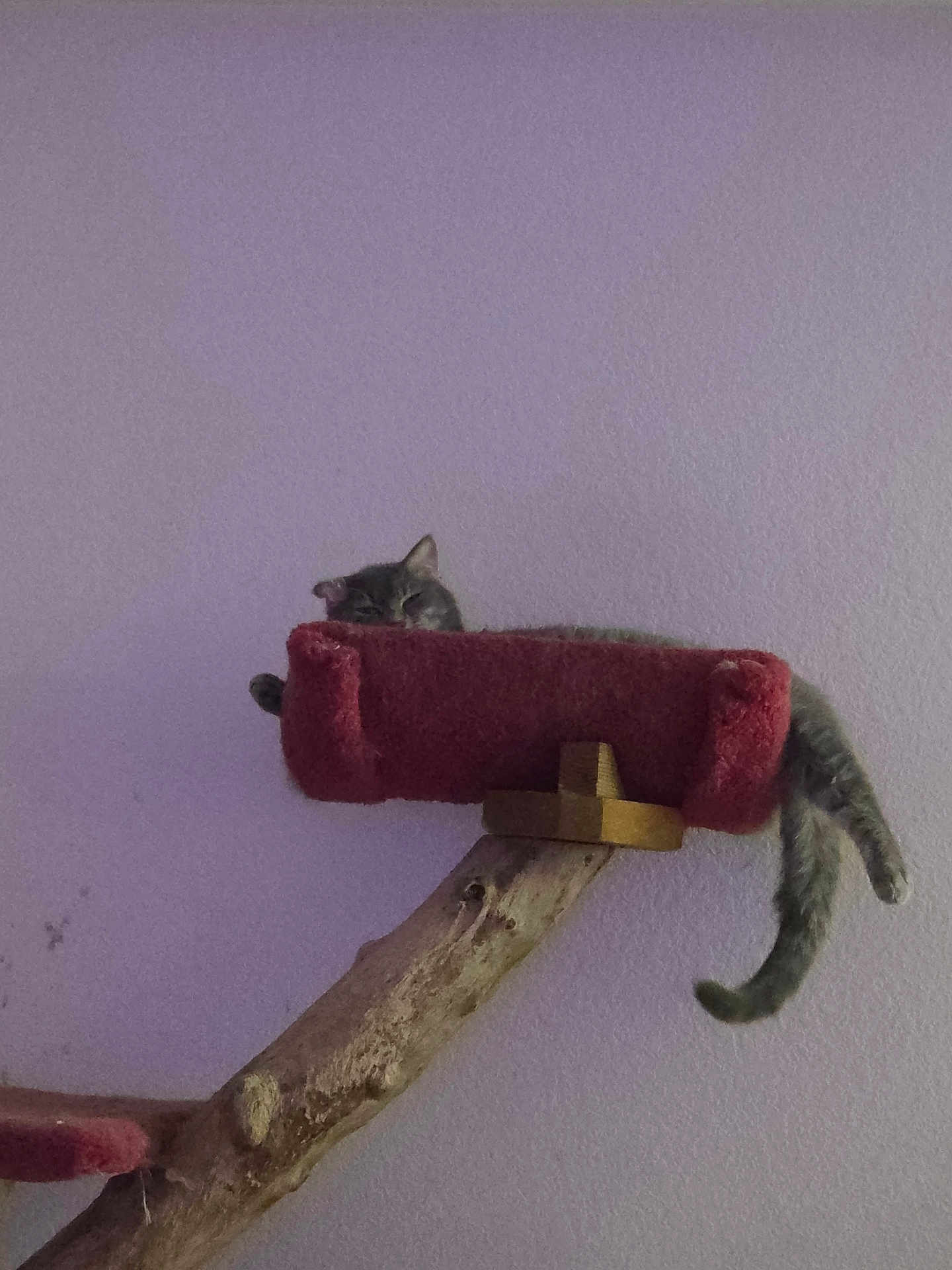 Little Sheet is registered to the contest to win money with this photo: cat, tabby, cat_tree, sleeping, perch, tail, paw, indoor, purple_wall, platform, wood_branch, carpeted, pet, relaxed, cozy, feline, resting, home, animal, napping