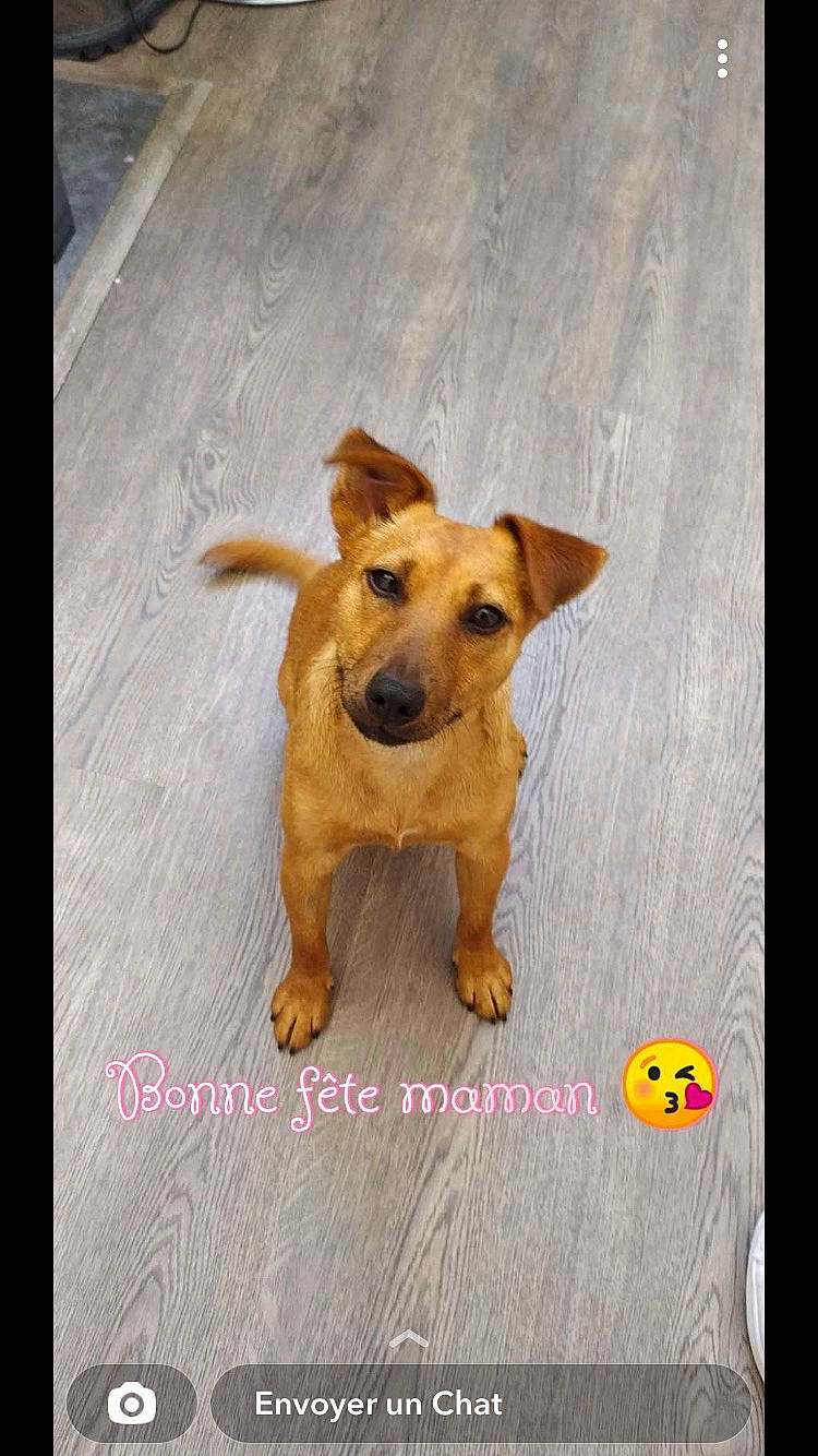 Hestia a rejoint le concours — aidez-le/la à gagner de superbes lots ! carnivore, companion_dog, dog, dog_breed, dog_supply, dog_toy, fawn, flooring, font, guard_dog, happy, hardwood, paw, photo_caption, rectangle, smile, tail, toy_dog, wood, working_animal