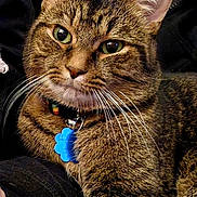 Mr.kitters is registered to the contest to win money with this photo: animal, cat, close_up, collar, cute, domestic_animal, face, feline, friendly, fur, green_eyes, indoor, mammal, pet, portrait, relaxed, resting, tabby, tag, whiskers