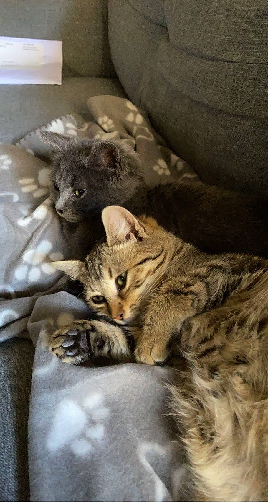 Rony Rio participe au concours pour gagner de l'argent avec cette photo : carnivore, cat, claw, comfort, couch, domestic_short_haired_cat, fawn, felidae, fur, nap, paw, small_to_medium_sized_cats, snout, tail, terrestrial_animal, whiskers, wildlife