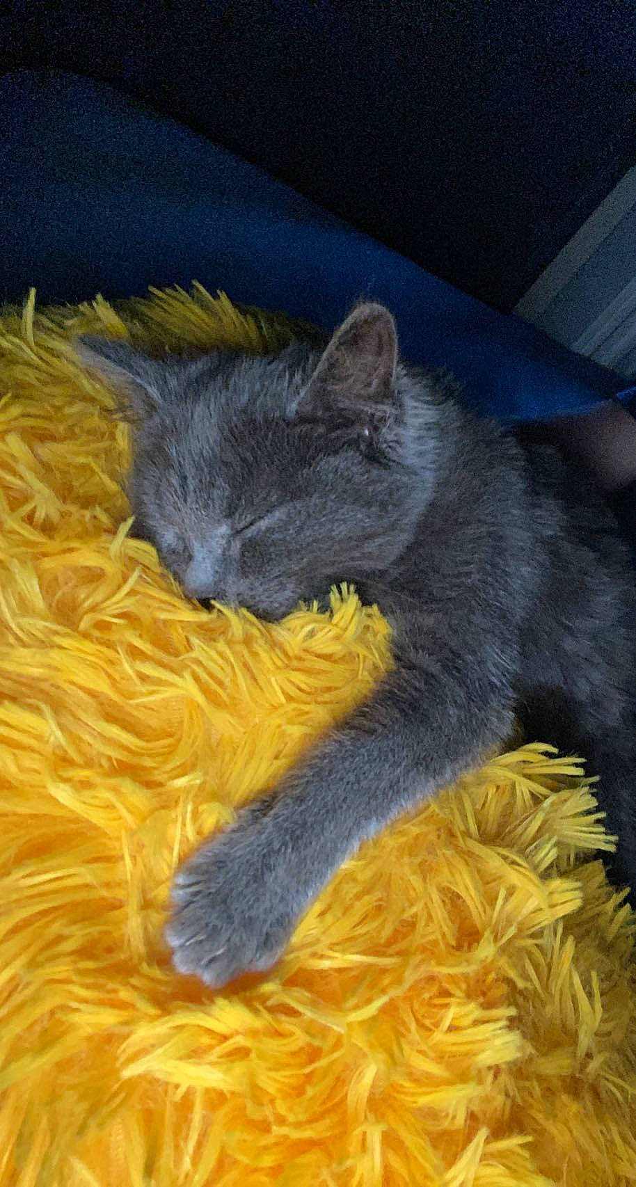 Rony Rio participe au concours pour gagner de l'argent avec cette photo : art, carnivore, cat, claw, comfort, domestic_short_haired_cat, electric_blue, fawn, felidae, fur, plant, russian_blue, small_to_medium_sized_cats, tail, thread, whiskers, wool