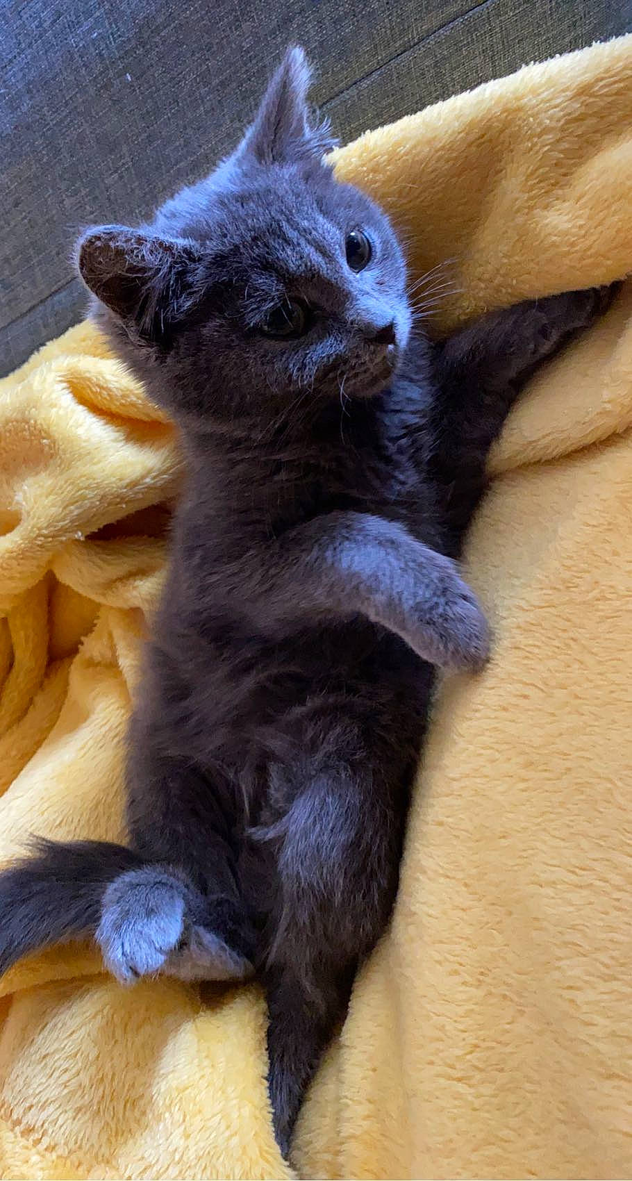 Rony Rio a rejoint le concours — aidez-le/la à gagner de superbes lots ! carnivore, cat, cat_supply, claw, comfort, domestic_short_haired_cat, fawn, felidae, fur, grey, paw, russian_blue, sitting, small_to_medium_sized_cats, snout, tail, terrestrial_animal, whiskers, window