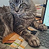 Anubis a rejoint le concours — aidez-le/la à gagner de superbes lots ! cat, close_up, computer, desk, domestic_animal, feline, gray_cat, home, indoor, keyboard, laptop, office, paw, pet, resting, tabby, technology, tufted_ears, whiskers, working