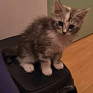 Bastet a rejoint le concours — aidez-le/la à gagner de superbes lots ! animal, carrier, cat, curious, cute, domestic, ears, feline, floor, furry, indoor, kitten, paws, pet, sitting, small, wall, whiskers, wooden_floor, young