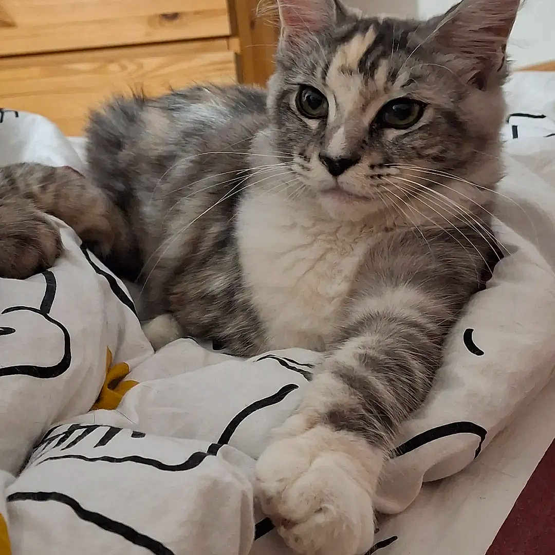 Bastet