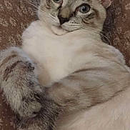 Banjo joined the competition — help win amazing prizes! animal, blanket, cat, closeup, curious, cute, domestic, ears, feline, fur, indoor, laying, pattern, paws, pet, portrait, relaxed, sleepy, soft, whiskers