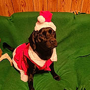 Gabby joined the competition — help win amazing prizes! dog, black_dog, santa_hat, christmas_outfit, green_blanket, couch, indoor, wood_paneling, pet, costume, holiday, festive, animal, sitting, cute, portrait, canine, holiday_season, pet_costume, domestic_animal