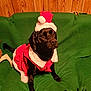 dog, black_dog, santa_hat, christmas_outfit, green_blanket, couch, indoor, wood_paneling, pet, costume, holiday, festive, animal, sitting, cute, portrait, canine, holiday_season, pet_costume, domestic_animal