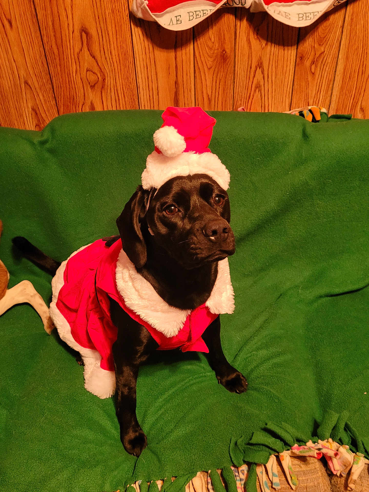 Gabby joined the competition — help win amazing prizes! dog, black_dog, santa_hat, christmas_outfit, green_blanket, couch, indoor, wood_paneling, pet, costume, holiday, festive, animal, sitting, cute, portrait, canine, holiday_season, pet_costume, domestic_animal