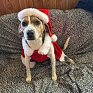 Lizzy joined the competition — help win amazing prizes! dog, santa_hat, holiday_costume, leopard_print, blanket, wooden_wall, pet, festive, indoor, animal, cute, christmas, attentive, canine, costume, fur, sitting, tail, ears, nose