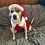 dog, santa_hat, holiday_costume, leopard_print, blanket, wooden_wall, pet, festive, indoor, animal, cute, christmas, attentive, canine, costume, fur, sitting, tail, ears, nose