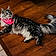 Scarlett
