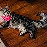 animal, bandana, cat, cozy, cute, domestic, ears, feline, fluffy, fur, indoor, lying_down, mammal, pet, pink, portrait, relaxed, tail, whiskers, wooden_floor