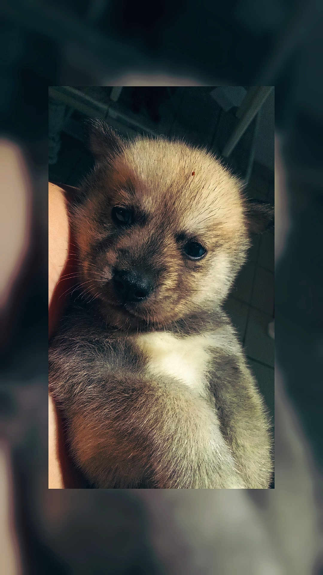 Neika a rejoint le concours — aidez-le/la à gagner de superbes lots ! puppy, dog, close_up, pet, fur, cute, animal, portrait, indoors, young, face, adorable, mammal, whiskers, eyes, nose, small, domestic_animal, companion, friend
