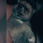 Neika participe au concours pour gagner de l'argent avec cette photo : puppy, dog, fur, paw, cute, pet, animal, closeup, portrait, indoor, snuggle, young, mammal, face, whiskers, nose, ears, sleepy, soft, cuddle