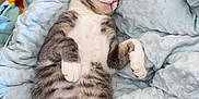 Simba a rejoint le concours — aidez-le/la à gagner de superbes lots ! cat, tabby, sleeping, blanket, blue, fur, pet, indoor, cozy, relaxed, cute, animal, resting, soft, comfort, feline, paws, whiskers, pink_nose, couch
