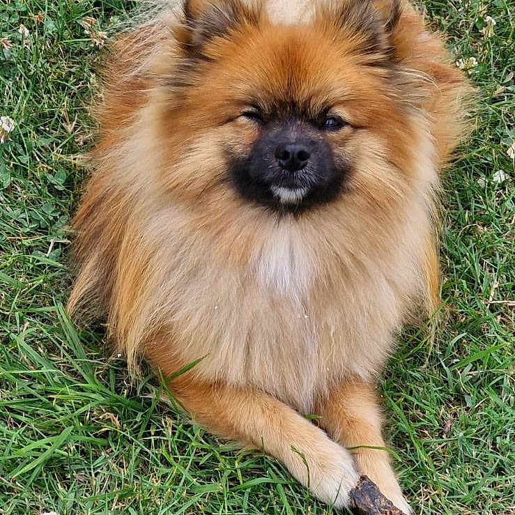Yoshi participe au concours pour gagner de l'argent avec cette photo : animal, canine, chow, cockerspaniel, dog, eskimodog, field, grass, grassland, green, lawn, nature, outdoors, papillon, pet, plant, puppy, tree, vegetation, yard
