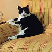 Oreo Lowry joined the competition — help win amazing prizes! cat, black_and_white, feline, pet, indoor, armchair, yellow_stripes, striped_fabric, seated, relaxed, home, cozy, furniture, domestic, looking_at_camera, animal, whiskers, paws, resting, comfortable