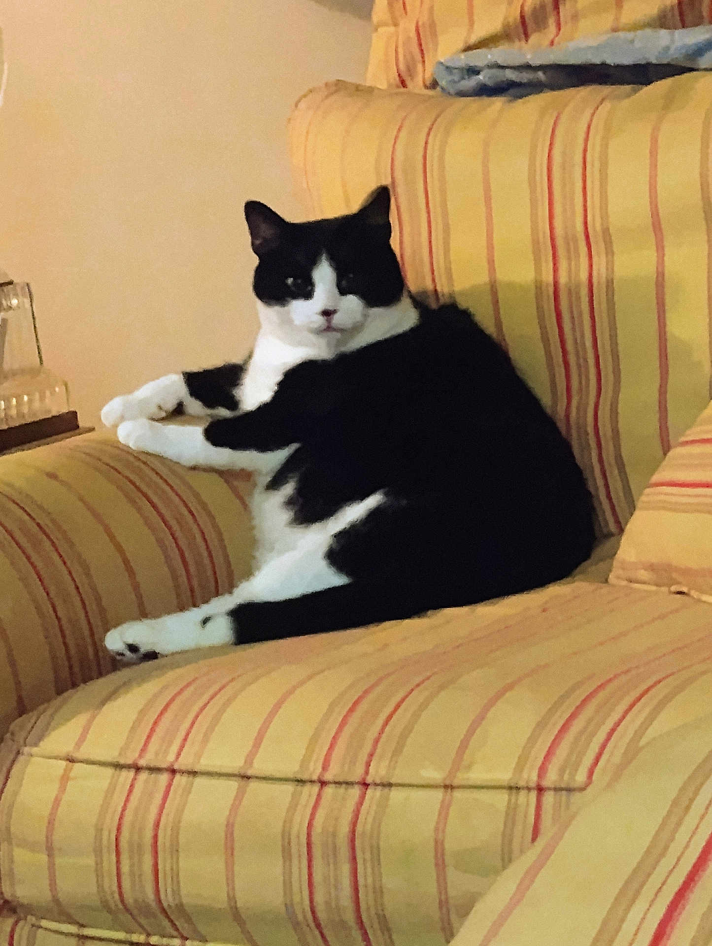 Oreo Lowry joined the competition — help win amazing prizes! cat, black_and_white, feline, pet, indoor, armchair, yellow_stripes, striped_fabric, seated, relaxed, home, cozy, furniture, domestic, looking_at_camera, animal, whiskers, paws, resting, comfortable