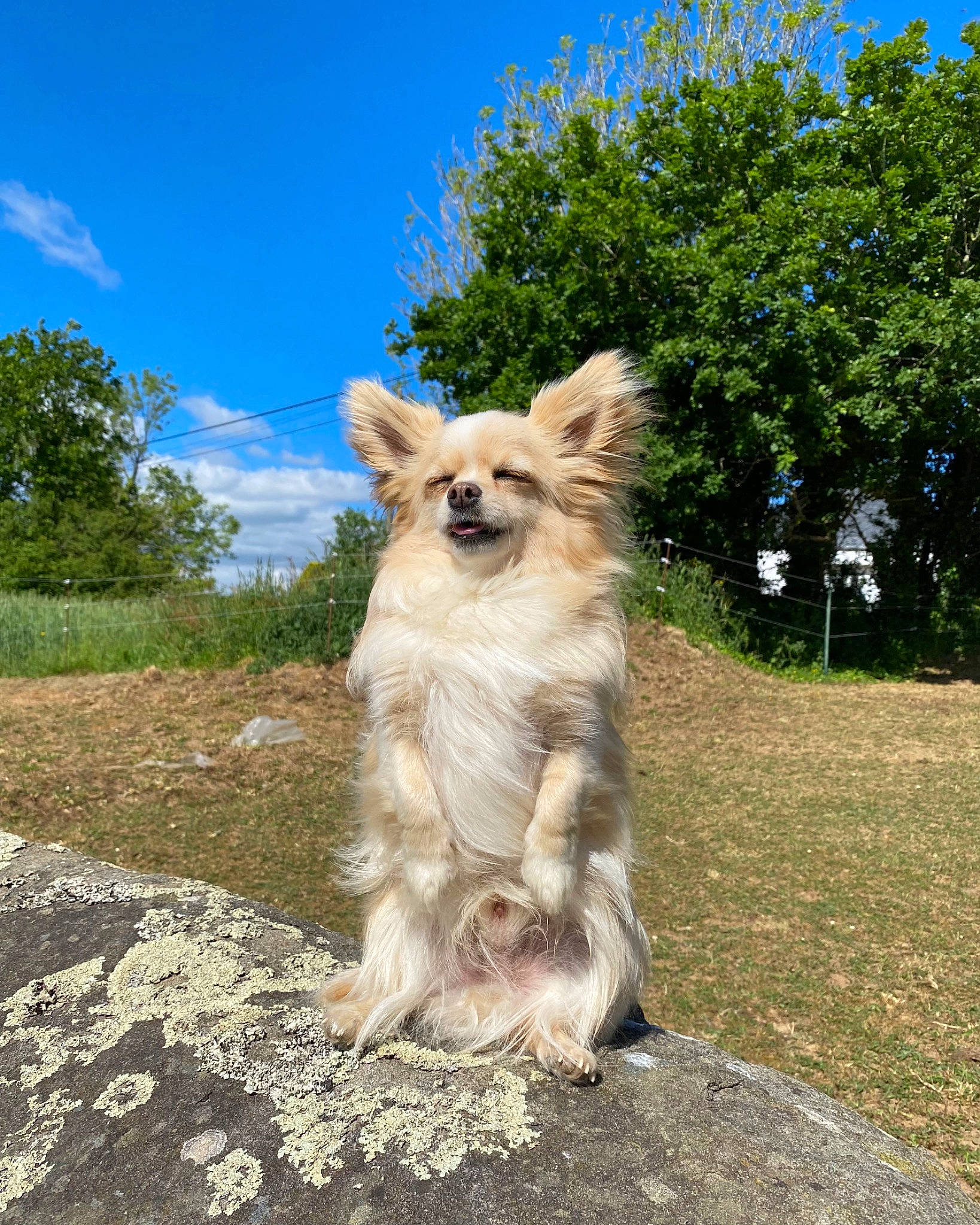 Oscars participe au concours pour gagner de l'argent avec cette photo : alpaca, camelid, canidae, carnivore, cloud, companion_dog, dog, dog_breed, fawn, fur, grass, liver, plant, sky, snout, sporting_group, terrestrial_animal, tree, wood, working_animal