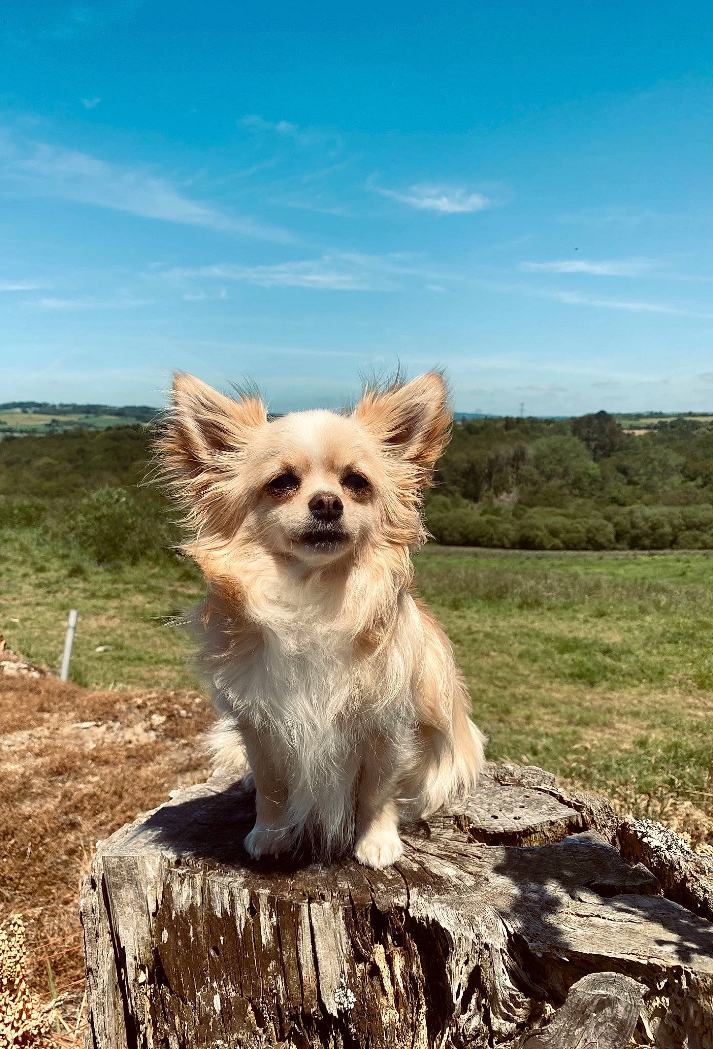 Oscars a rejoint le concours — aidez-le/la à gagner de superbes lots ! carnivore, cloud, companion_dog, dog, dog_breed, fawn, fur, grass, landscape, liver, plant, sky, snout, sporting_group, tail, terrestrial_animal, toy_dog, tree, wildlife, wood