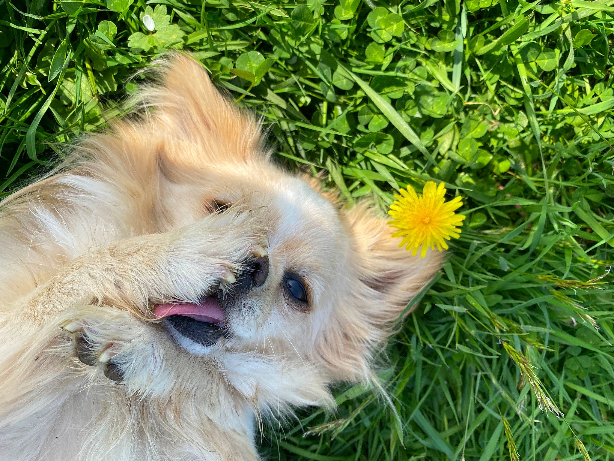 Oscars participe au concours pour gagner de l'argent avec cette photo : annual_plant, canidae, carnivore, companion_dog, dog, dog_breed, dog_supply, fawn, flower, fur, grass, groundcover, petal, plant, small_terrier, snout, sporting_group, terrier, toy_dog, working_animal