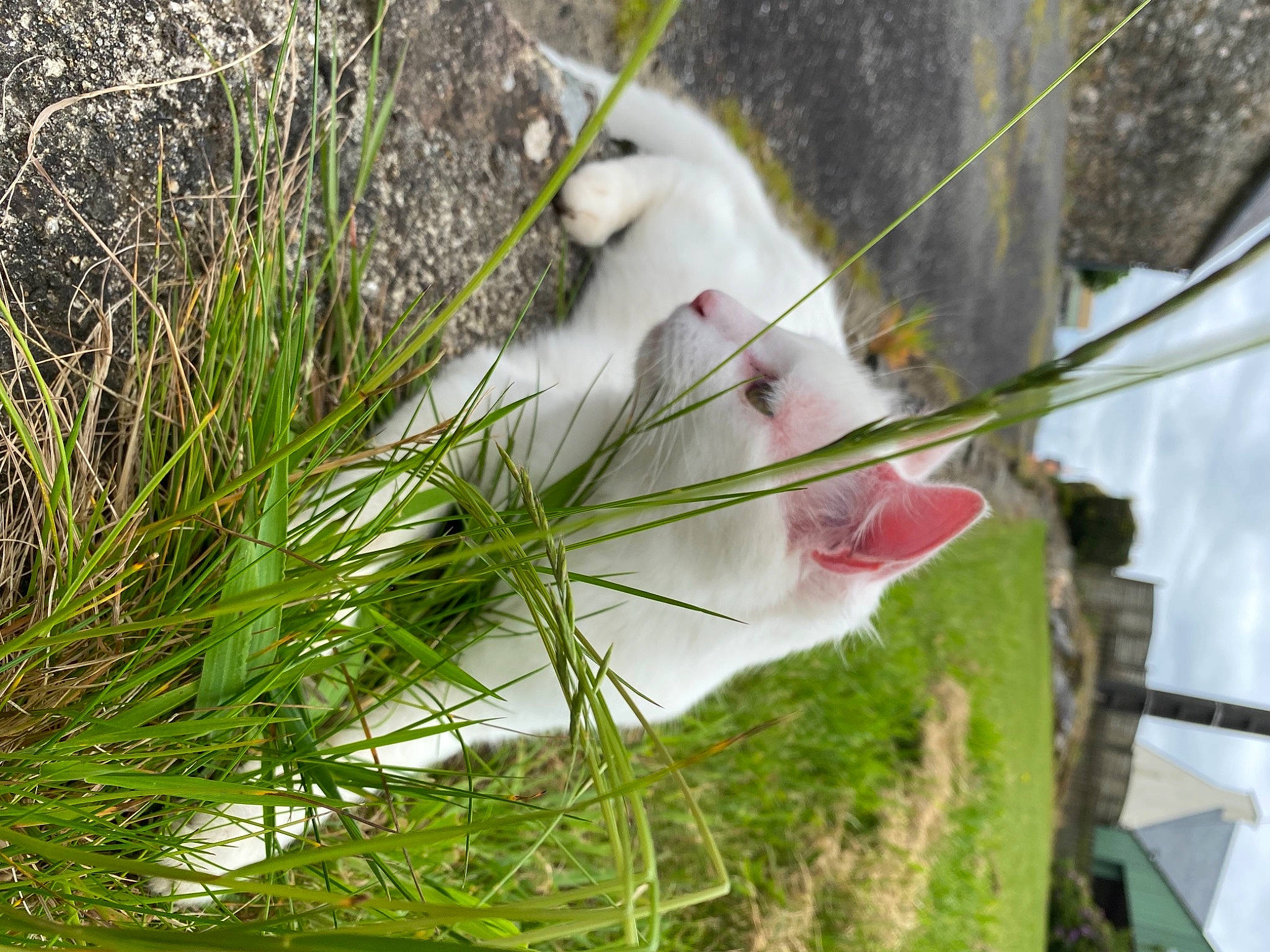 Reggae a rejoint le concours — aidez-le/la à gagner de superbes lots ! botany, carnivore, cat, felidae, flower, flowering_plant, fur, grass, grass_family, leaf, petal, plant, sidewalk, small_to_medium_sized_cats, tail, tree, twig, vegetation, whiskers, wood