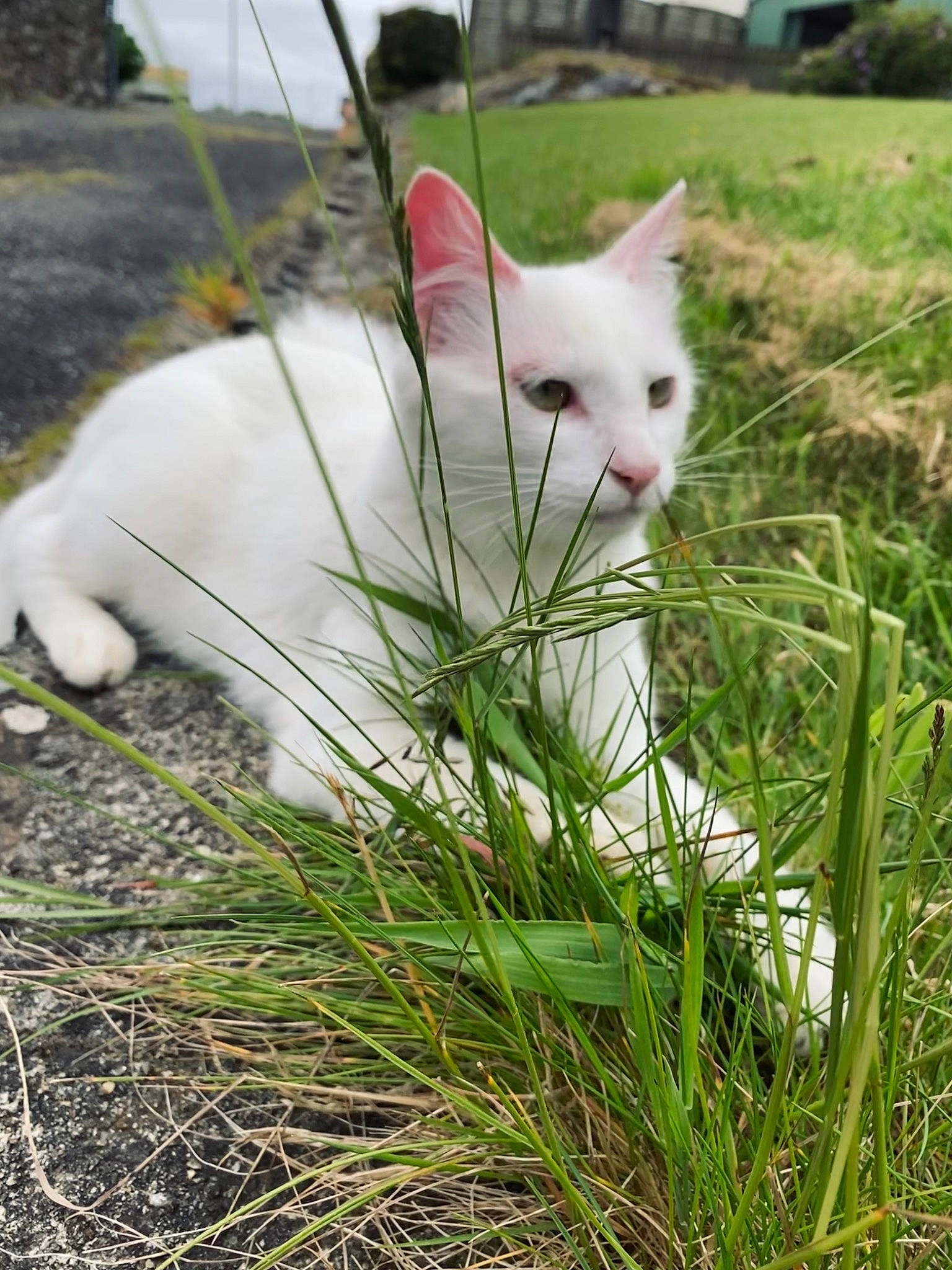 Reggae a rejoint le concours — aidez-le/la à gagner de superbes lots ! carnivore, cat, collar, domestic_short_haired_cat, fawn, felidae, fur, grass, grass_family, grassland, lawn, pasture, plant, shrub, sky, small_to_medium_sized_cats, snout, tail, tree, whiskers