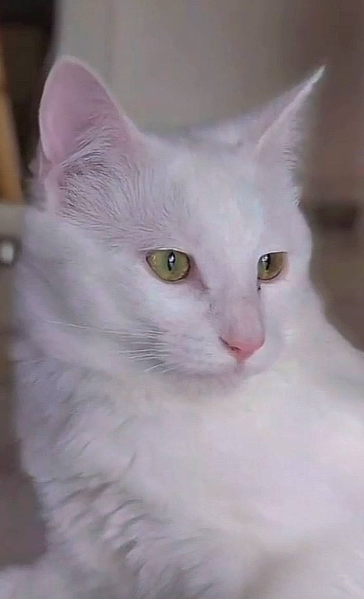 Reggae participe au concours pour gagner de l'argent avec cette photo : carnivore, cat, domestic_short_haired_cat, ear, eye, felidae, fur, head, no_expression, small_to_medium_sized_cats, snout, whiskers, window