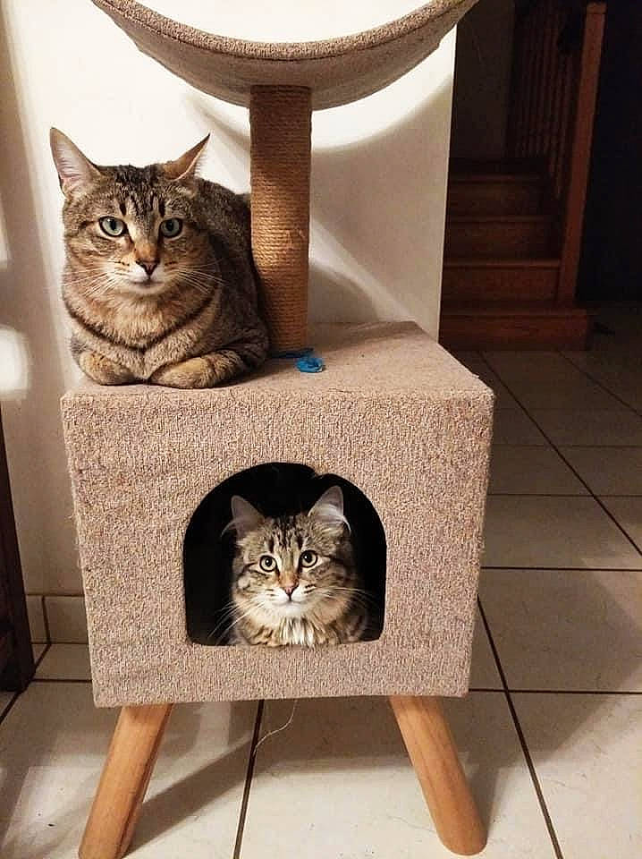Rumba participe au concours pour gagner de l'argent avec cette photo : carnivore, cat, cat_furniture, cat_supply, domestic_short_haired_cat, end_table, felidae, floor, flooring, mammal, pet_supply, small_to_medium_sized_cats, tabby_cat, tile, vertebrate, whiskers, wicker