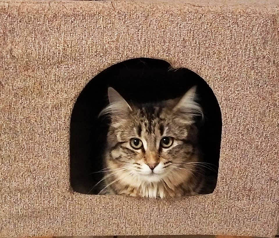 Rumba a rejoint le concours — aidez-le/la à gagner de superbes lots ! beige, brown, carnivore, cat, fawn, felidae, fur, home_accessories, kitten, liver, mat, rug, small_to_medium_sized_cats, snout, terrestrial_animal, vertebrate, whiskers