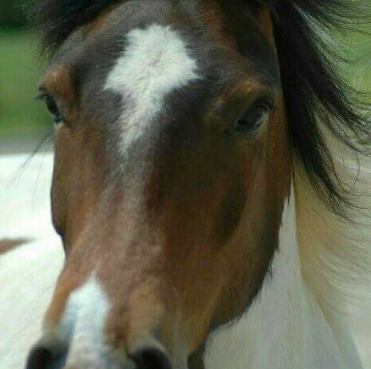 Tonnerre a rejoint le concours — aidez-le/la à gagner de superbes lots ! colt, ear, foal, horse, liver, livestock, mammal, mane, mare, mustang_horse, nose, pony, snout, sorrel, stallion, vertebrate