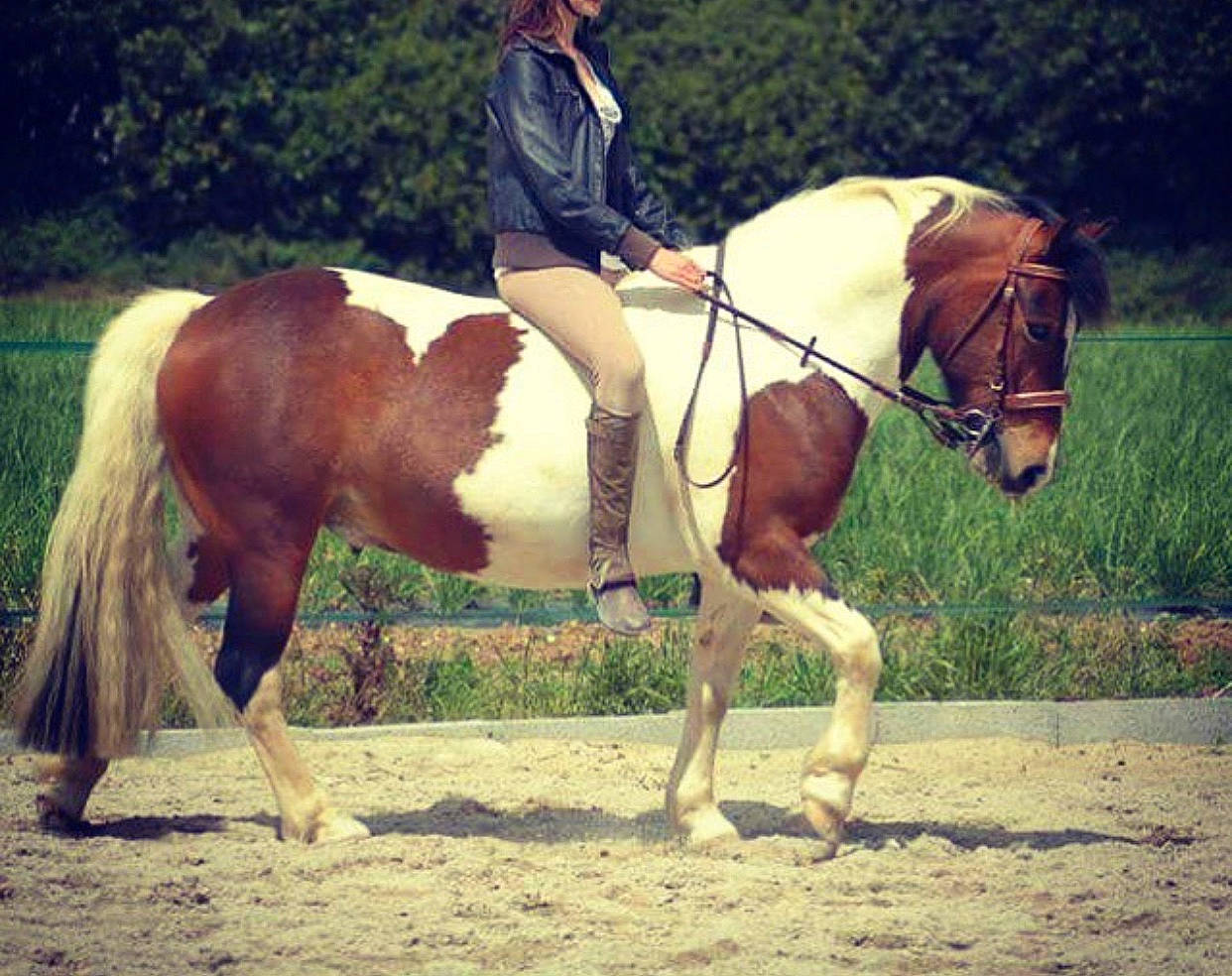 Tonnerre participe au concours pour gagner de l'argent avec cette photo : animal_sports, bridle, dressage, english_riding, equestrianism, halter, horse, horse_supplies, horse_tack, mammal, mane, mare, recreation, rein, riding_instructor, saddle, sky, stallion, vertebrate, working_animal