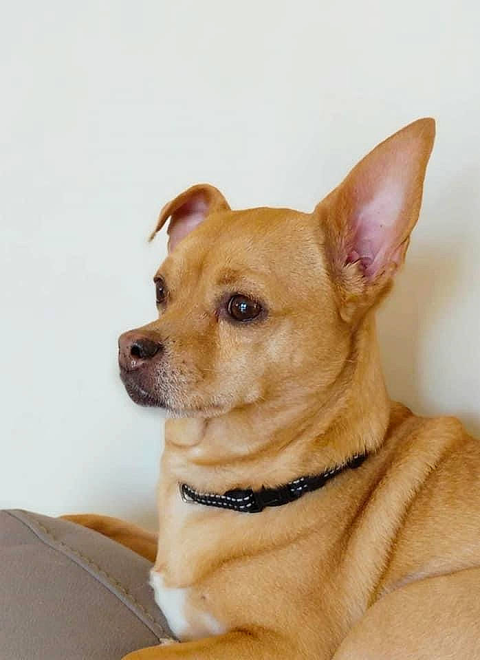 Loustic a rejoint le concours — aidez-le/la à gagner de superbes lots ! canidae, carnivore, collar, companion_dog, corgi_chihuahua, dog, dog_breed, dog_collar, dog_supply, ear, fawn, fur, non_sporting_group, paw, pet_supply, snout, sporting_group, toy_dog, whiskers, working_animal