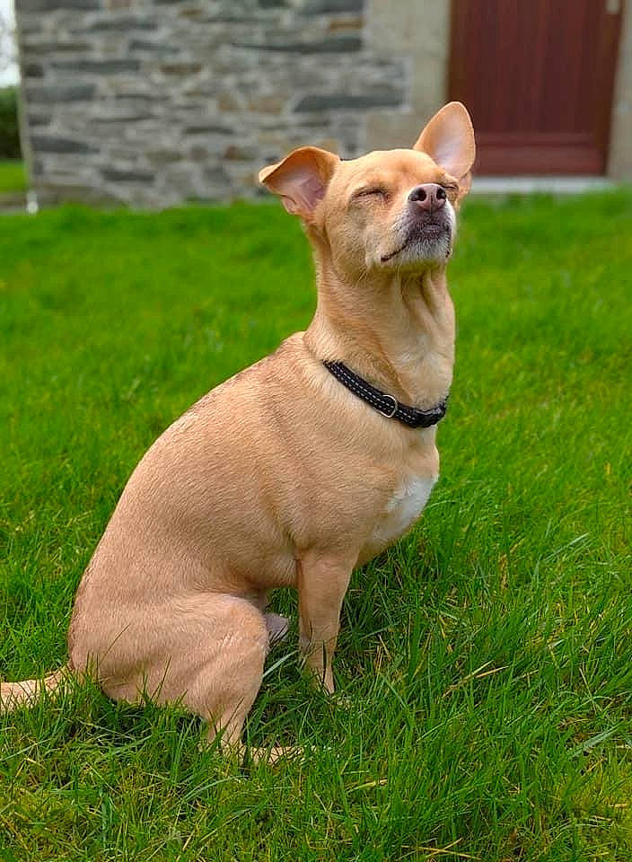 Loustic participe au concours pour gagner de l'argent avec cette photo : canidae, carnivore, collar, companion_dog, dog, dog_breed, dog_collar, dog_supply, fawn, grass, liver, pet_supply, plant, snout, sporting_group, tail, terrestrial_animal, toy_dog, whiskers, working_animal