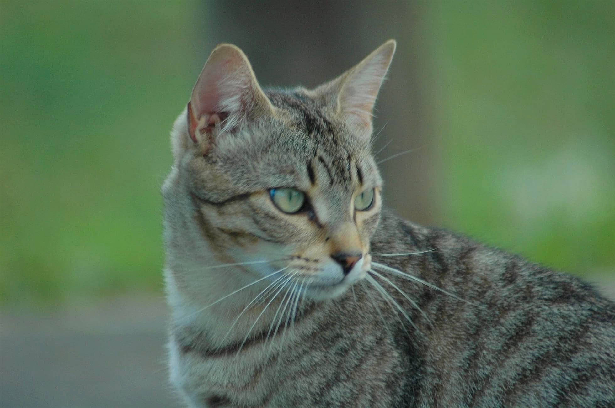 Pépito a rejoint le concours — aidez-le/la à gagner de superbes lots ! carnivore, cat, domestic_short_haired_cat, eye, fawn, felidae, fur, grass, plant, small_to_medium_sized_cats, snout, tail, terrestrial_animal, tree, whiskers, wildlife