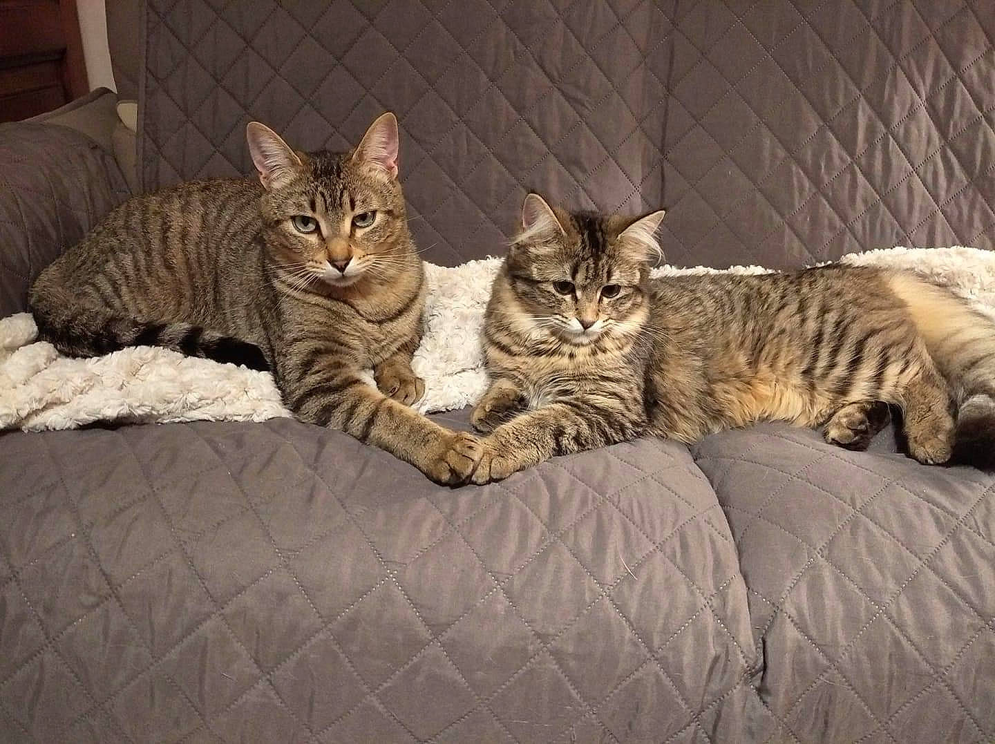 Pépito participe au concours pour gagner de l'argent avec cette photo : bed, carnivore, cat, claw, comfort, domestic_short_haired_cat, eye, fawn, felidae, foot, fur, grey, paw, small_to_medium_sized_cats, snout, tail, terrestrial_animal, whiskers, wildlife, wood