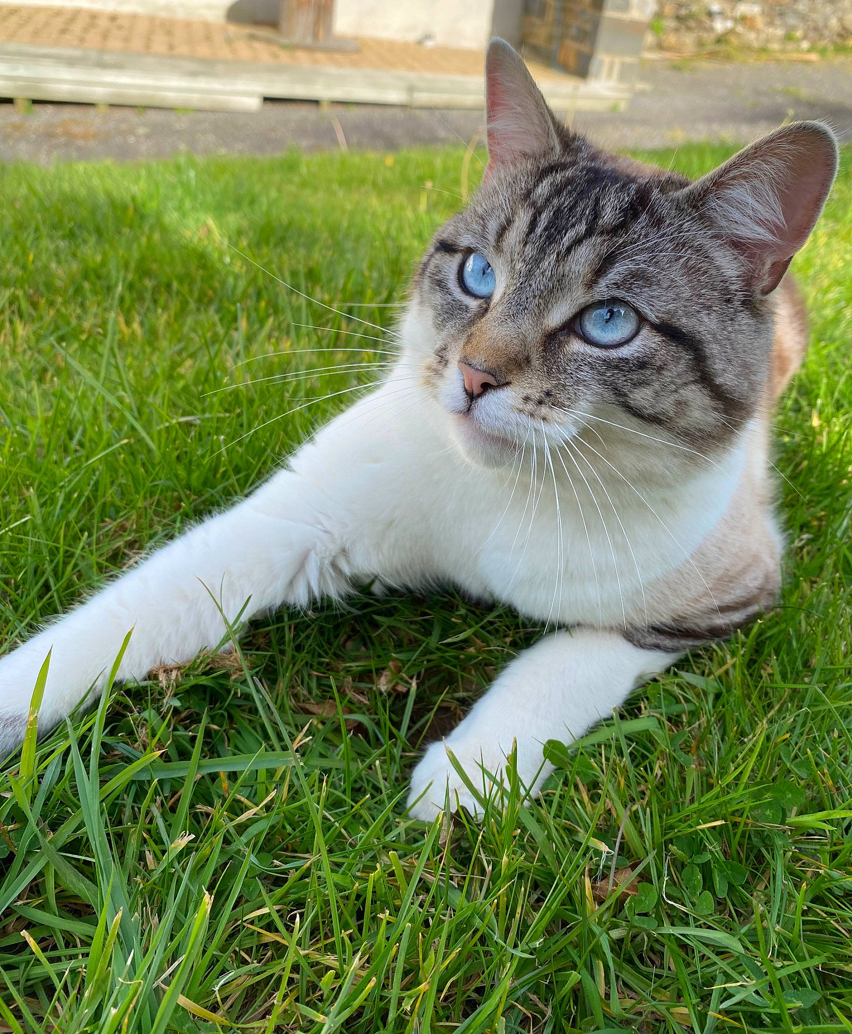 Raven a rejoint le concours — aidez-le/la à gagner de superbes lots ! carnivore, cat, domestic_short_haired_cat, eye, fawn, felidae, foot, fur, grass, groundcover, happy, plant, sitting, small_to_medium_sized_cats, snout, tail, terrestrial_animal, tree, whiskers, wildlife