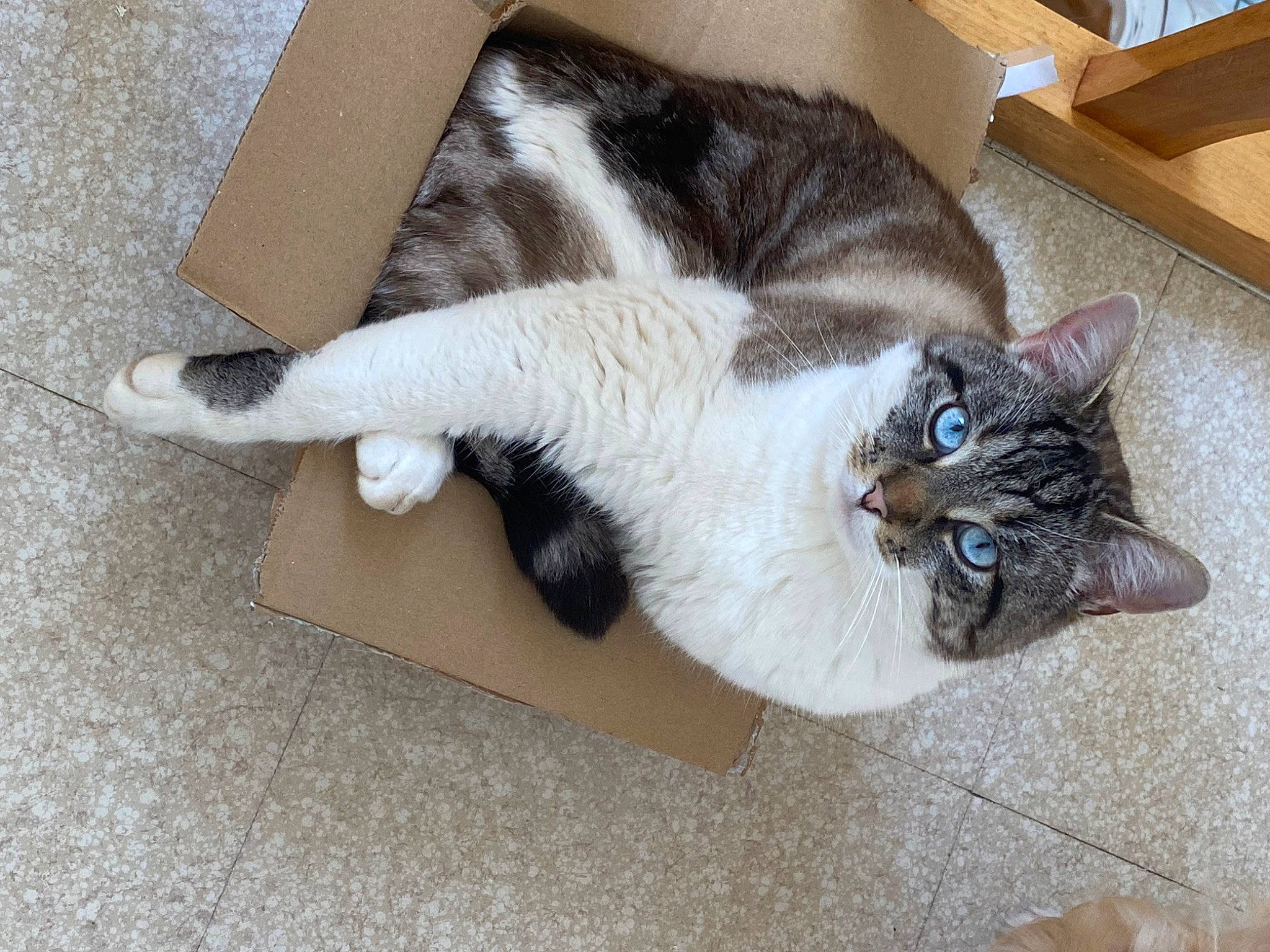 Raven participe au concours pour gagner de l'argent avec cette photo : box, carnivore, cat, claw, comfort, domestic_short_haired_cat, fawn, felidae, floor, flooring, fur, grey, hardwood, paw, plant, sink, small_to_medium_sized_cats, tail, whiskers, wood