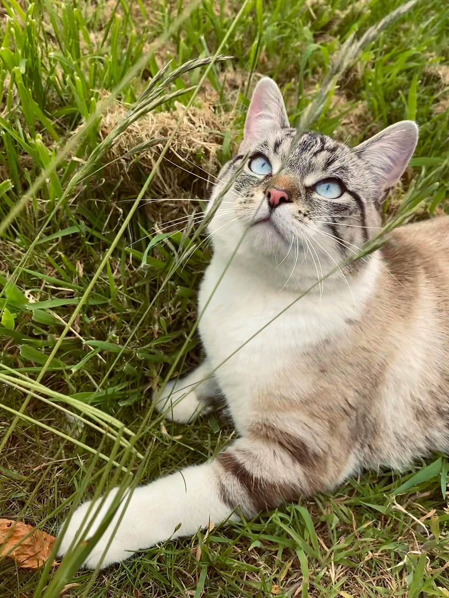 Raven a rejoint le concours — aidez-le/la à gagner de superbes lots ! carnivore, cat, domestic_short_haired_cat, fawn, felidae, fur, grass, grassland, groundcover, herbaceous_plant, paw, photo_caption, plant, sedge_family, small_to_medium_sized_cats, snout, tail, terrestrial_animal, tree, whiskers