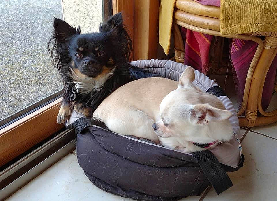 Ollie participe au concours pour gagner de l'argent avec cette photo : canidae, carnivore, collar, comfort, companion_dog, dog, dog_breed, dog_supply, fawn, felidae, fur, mammal, pet_supply, snout, sporting_group, thai, toy_dog, vertebrate, whiskers, working_animal