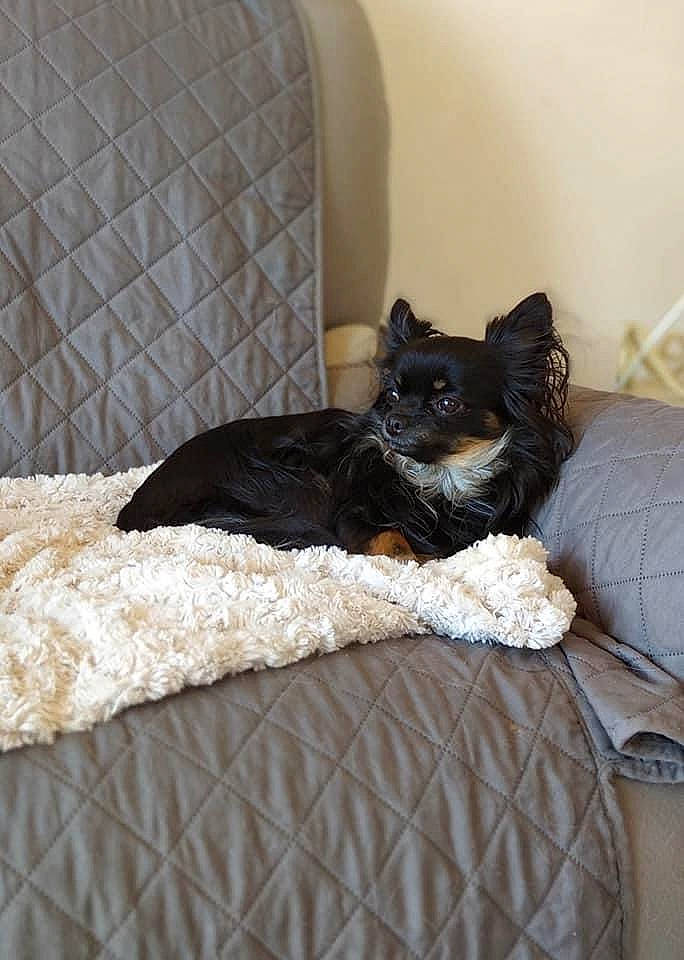 Ollie participe au concours pour gagner de l'argent avec cette photo : bed, bed_sheet, bedding, bedroom, carnivore, chair, comfort, companion_dog, dog_breed, felidae, flooring, fur, furniture, grey, hardwood, linens, room, small_to_medium_sized_cats, textile, whiskers